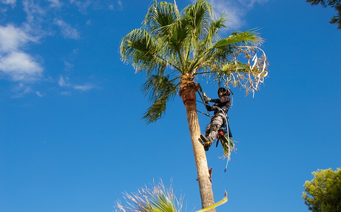 Coconut Palm Trimming service